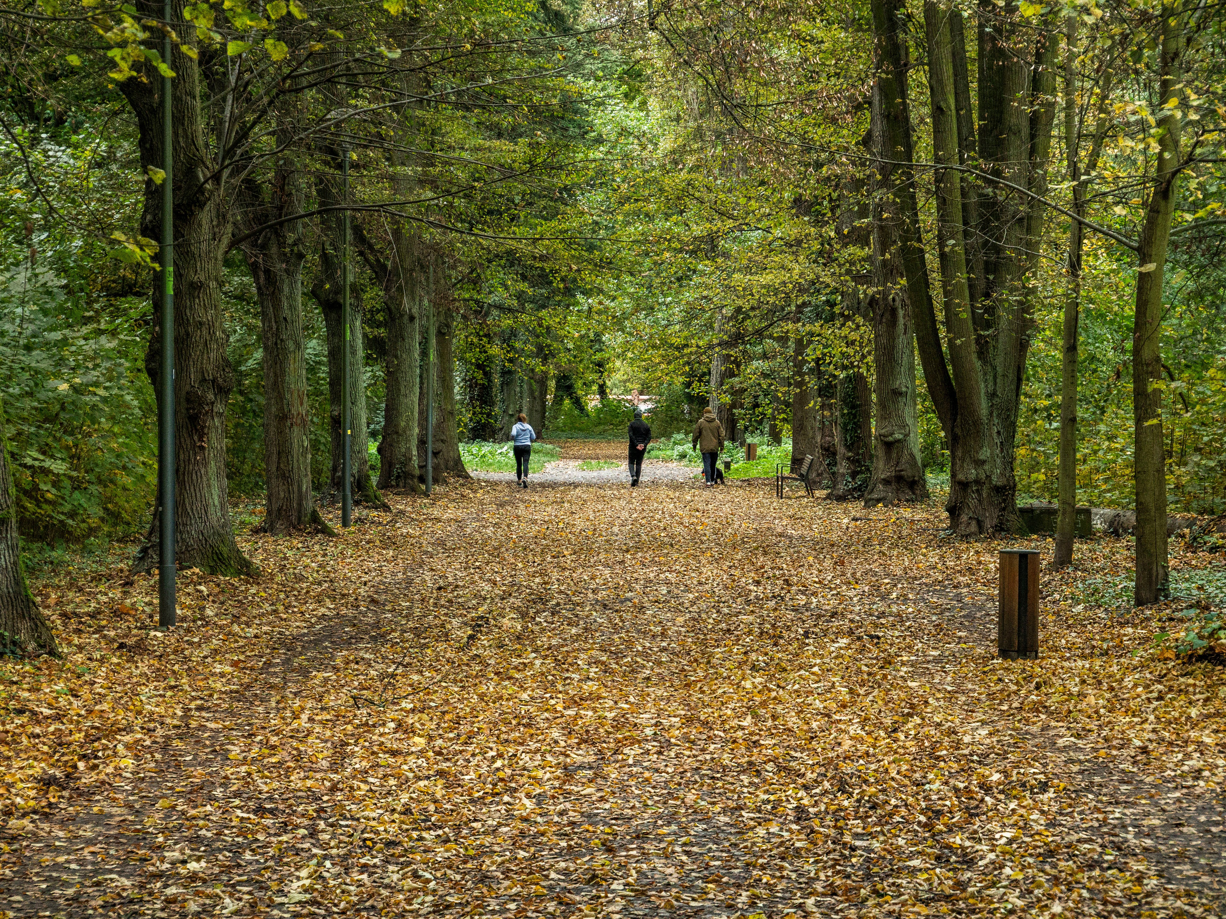 Autumn Walk in a Tree-Lined Pathway · Free Stock Photo
