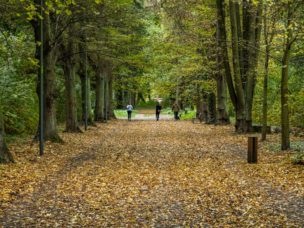 Tree Walk Path Autumn Walk in a Tree-Lined Pathway · Free Stock Photo