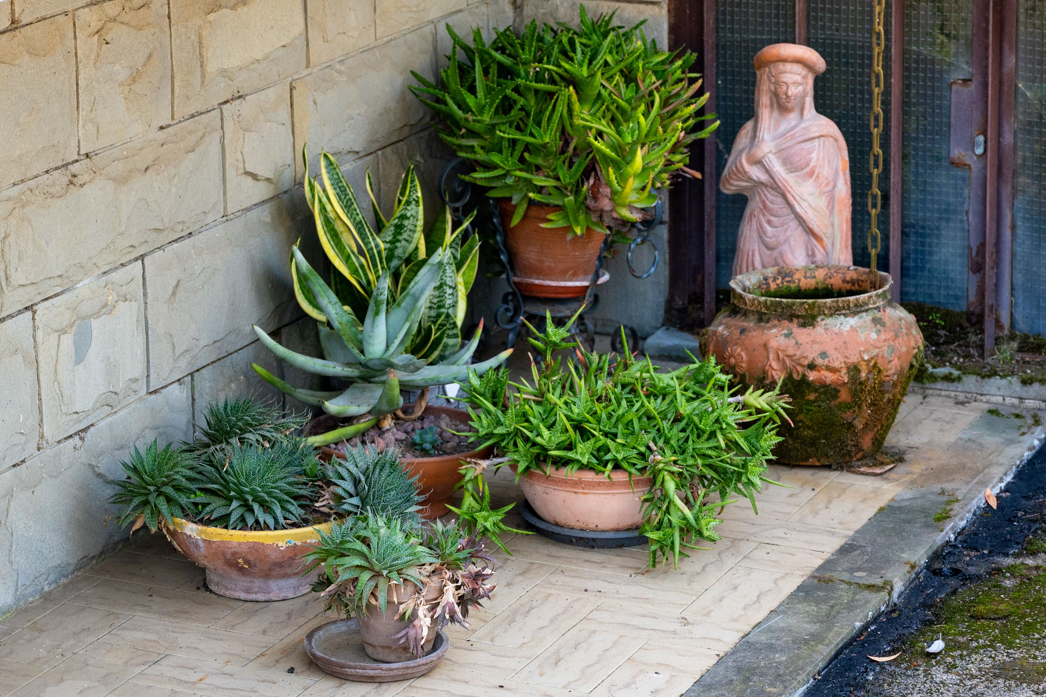 Gardening Update: Easy-care succulents with Carol Watson Greenhouse — Photo by Leonardo on Pexels