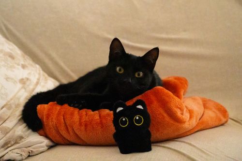 Free Adorable black cat lounging with a toy on a vibrant orange cushion, creating a warm and cozy ambiance. Stock Photo