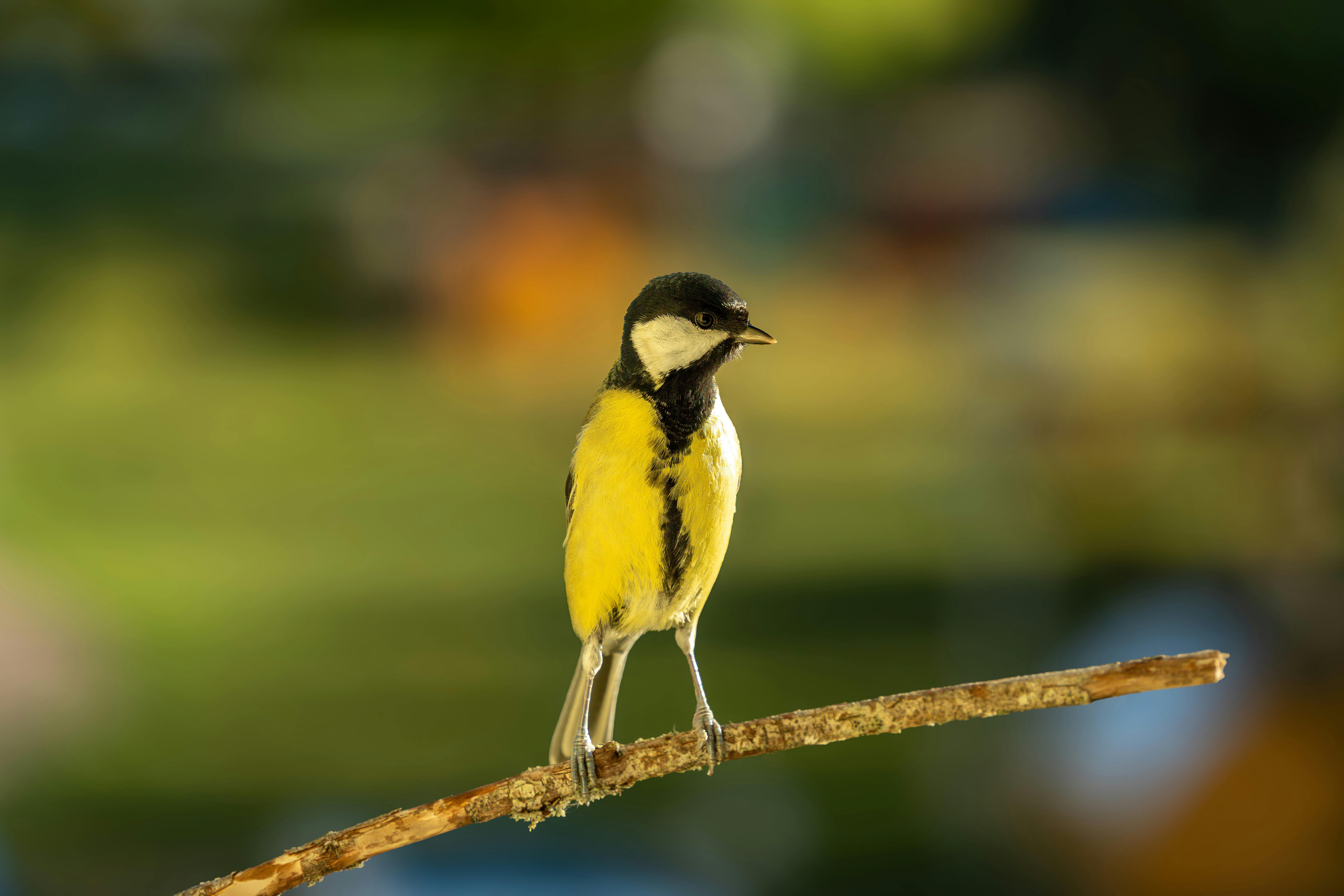 Bird Watching For Beginners