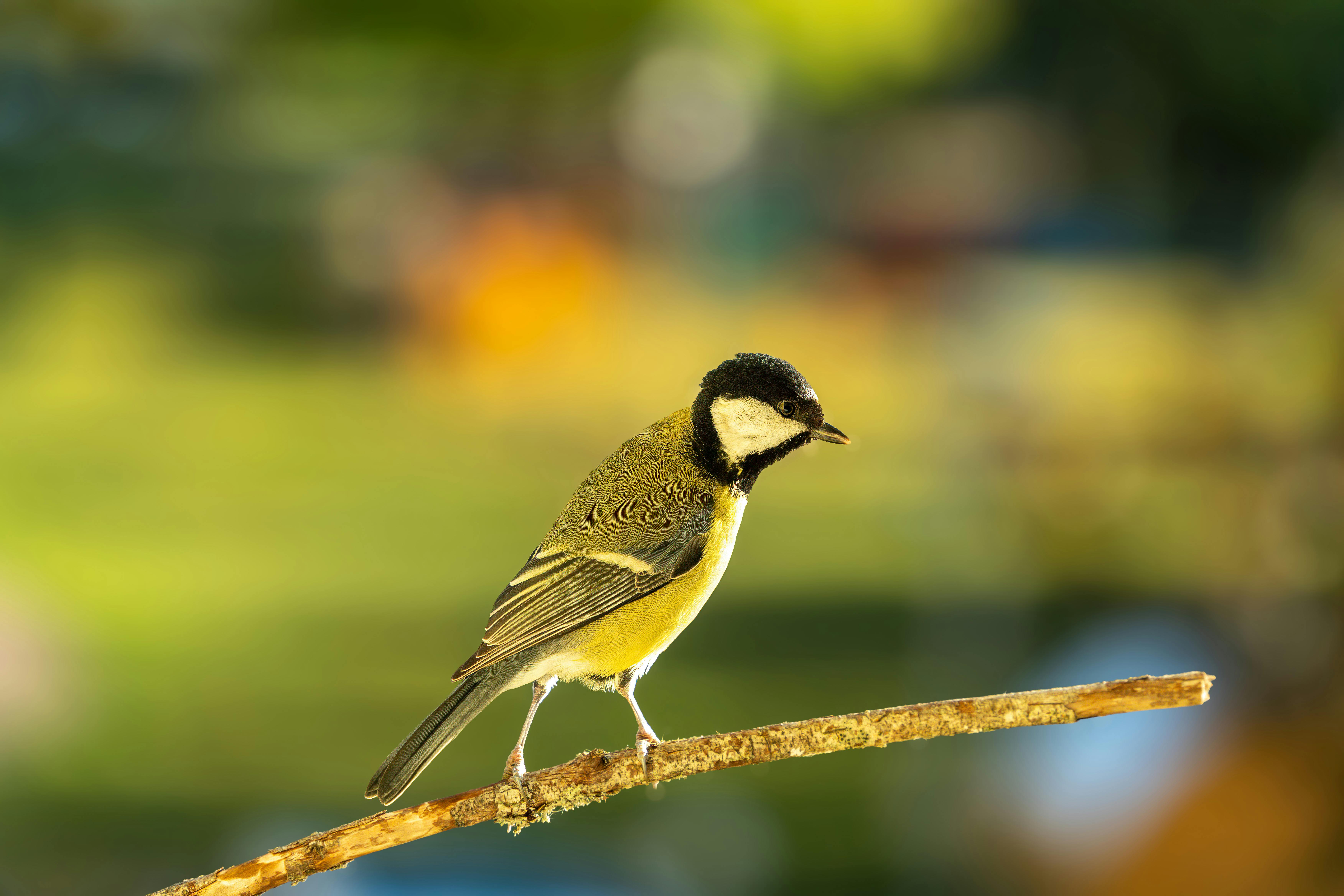 Migration of Mythical Creatures: Exploring the Journey of Dragons