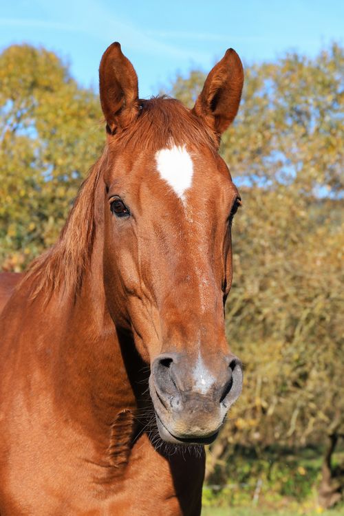 Free Close-up of a brown horse with a white blaze standing in a fall setting, highlighted by elegant foliage. Stock Photo