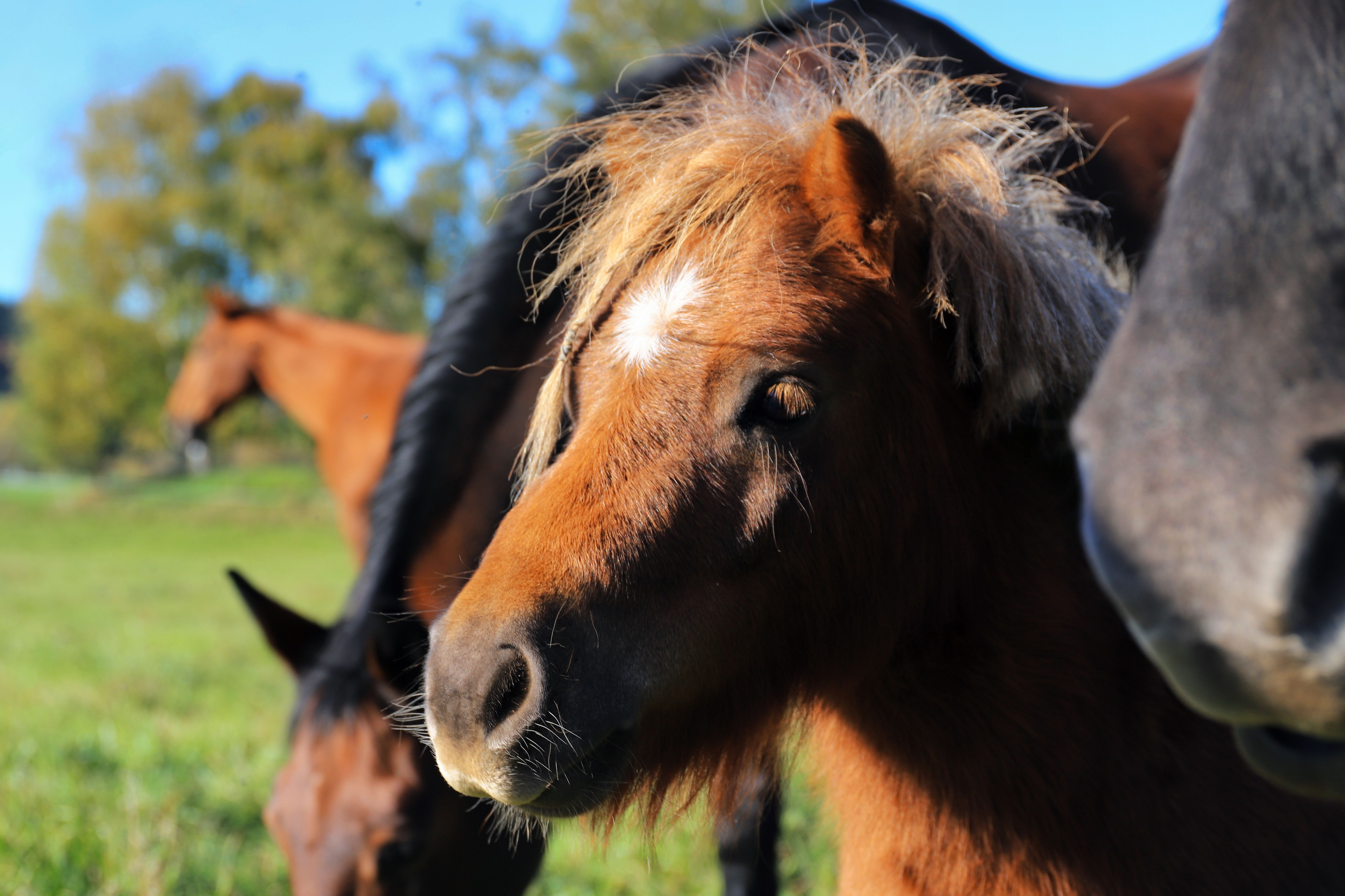 Healthcare and wellness consultation for a horse