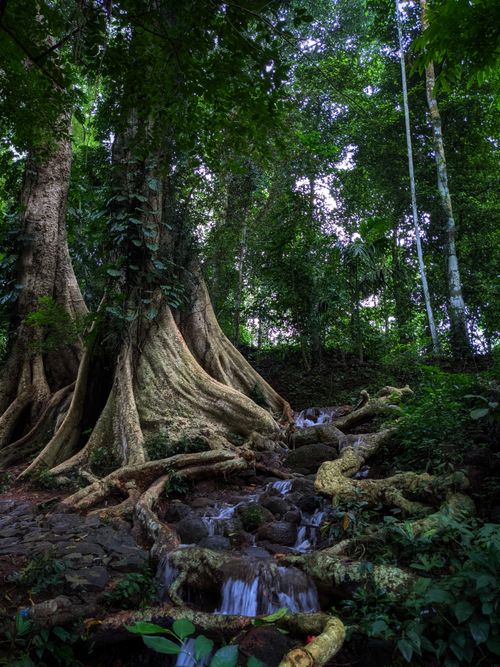 Free Explore the tranquil beauty of Kerala's lush forest with flowing streams and majestic trees. Stock Photo