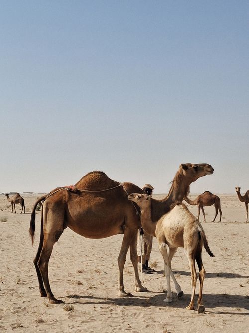Free Group of camels standing on sandy desert under bright clear sky. Stock Photo