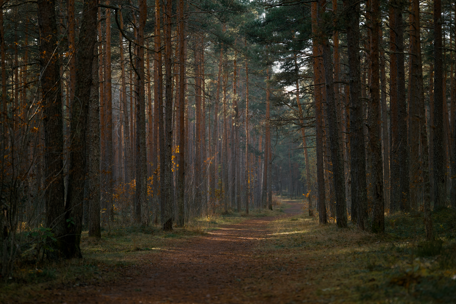 A serene coniferous forest trail illuminated by gentle sunlight, perfect for tranquil walks.