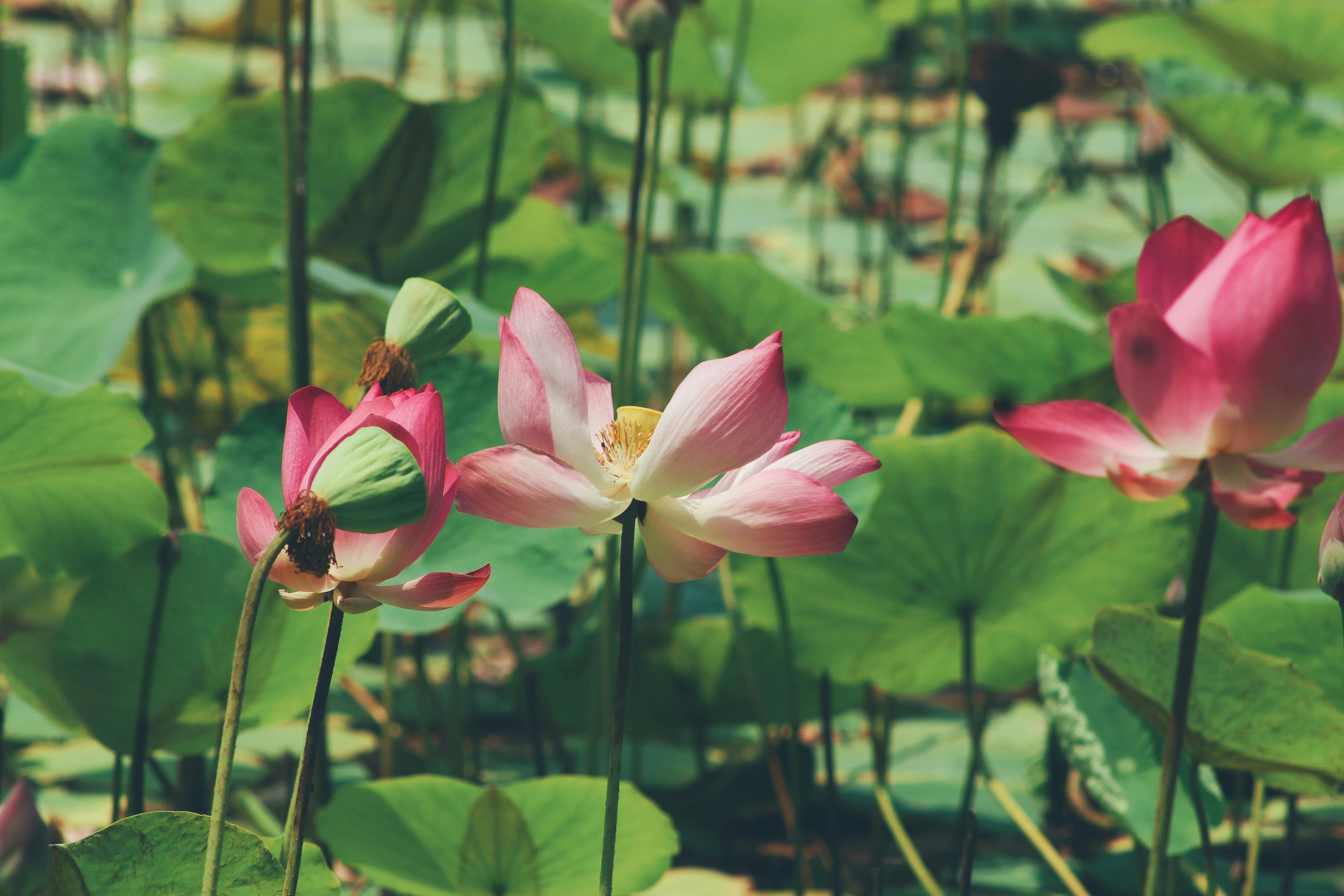 Adaptación de Horticultura Tropical: Suelo, Agua, Especies y Manejo en Nicoya