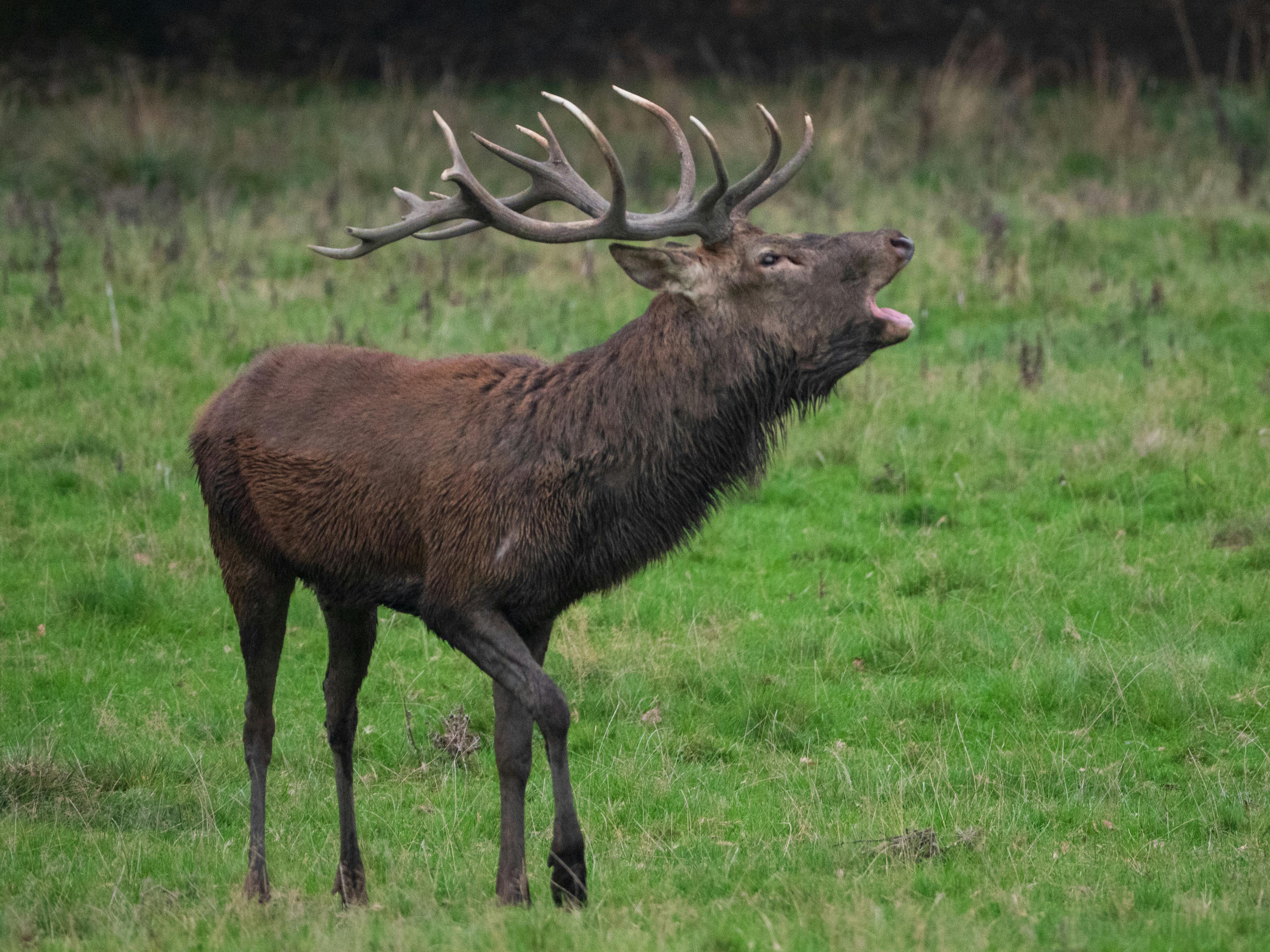 A powerful red deer stag bellowing in a green field at Harewood, UK.