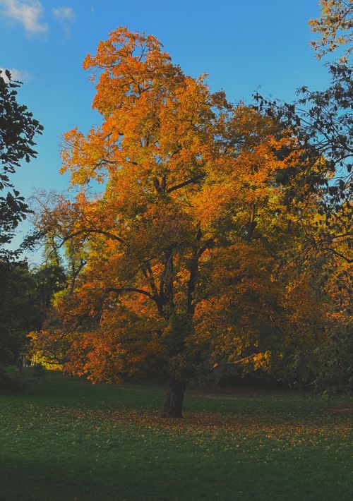 Free A colorful tree with autumn leaves beneath a clear blue sky in a picturesque park setting. Stock Photo