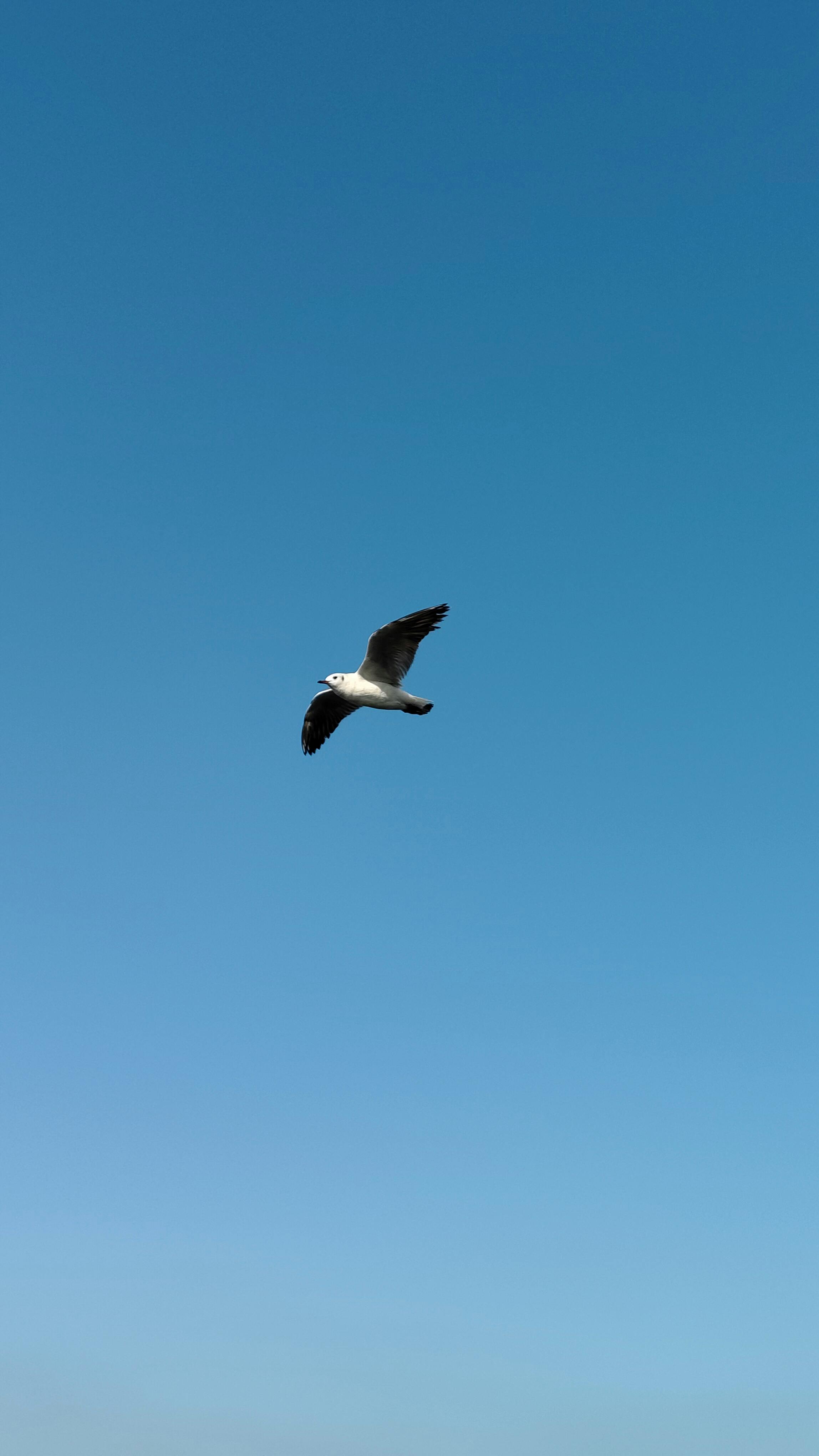 gratis Een meeuw vliegt tegen een helderblauwe lucht en legt de essentie van vrijheid vast. Stockfoto