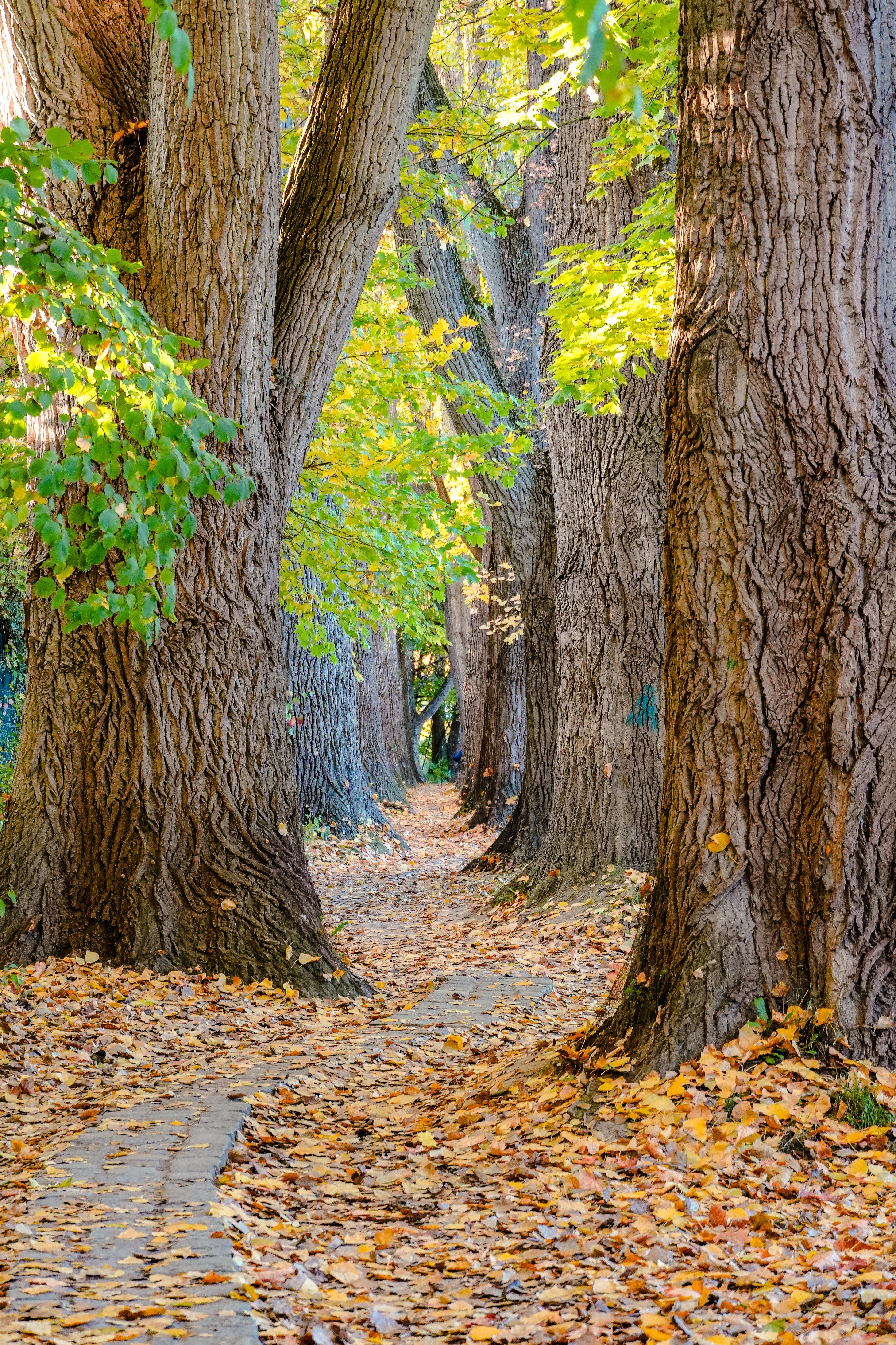 Autumn Pathway with Tall Trees and Fallen Leaves · Free Stock Photo