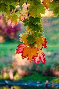 Colorful maple leaves hanging over a sunlit park during autumn.