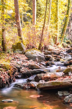 Peaceful autumn forest scene with a flowing stream and vibrant foliage in Salihli, Türkiye.