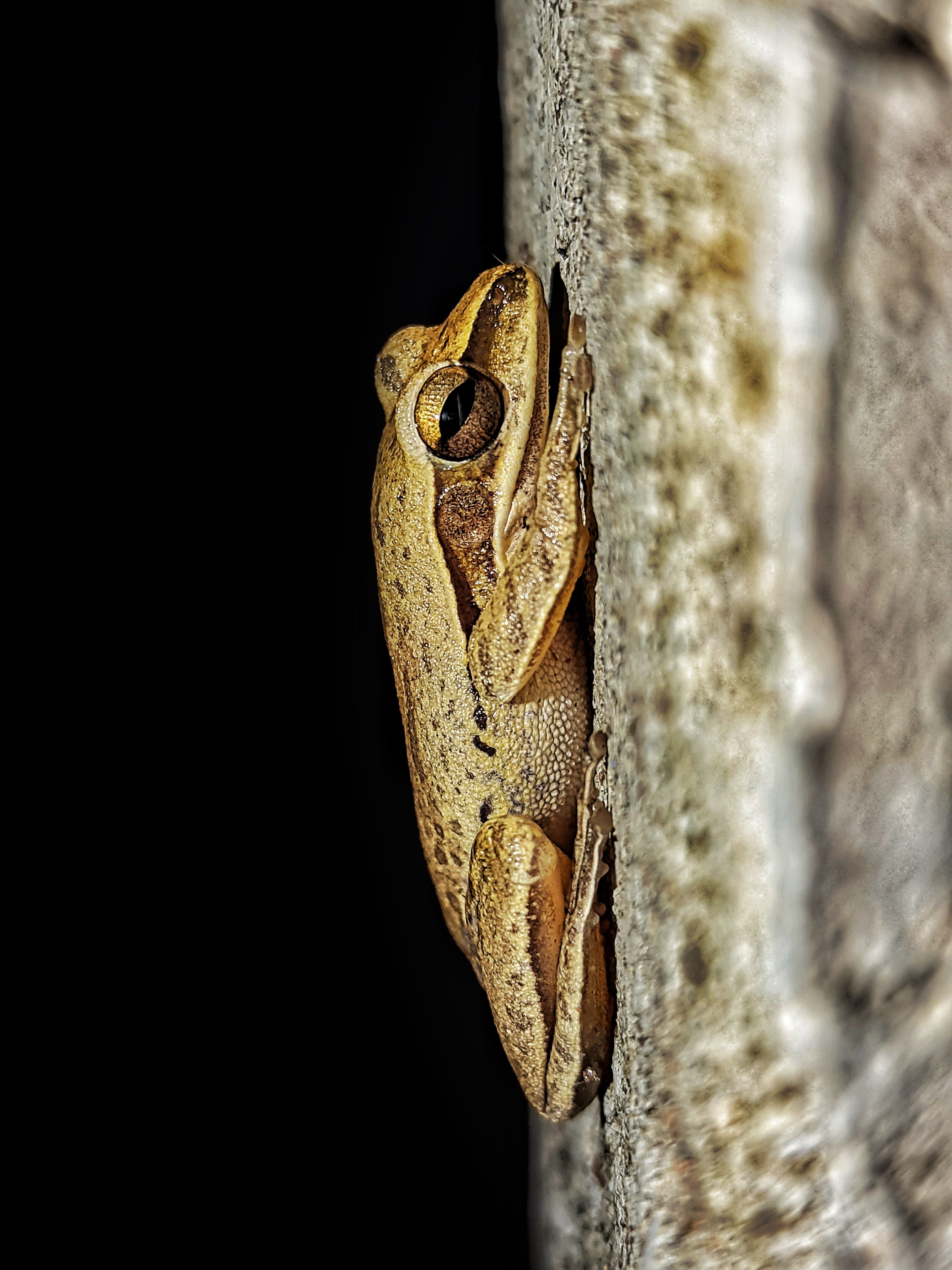 Close-up of a Tree Frog on a Rock · Free Stock Photo