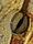 macro photography