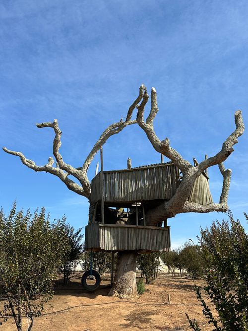Free Unique treehouse amidst lush trees in Bombarral, Portugal Stock Photo