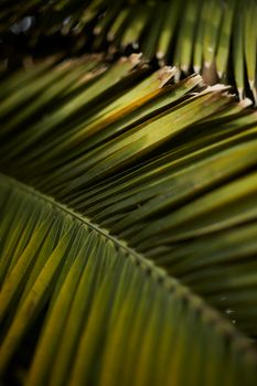 Detailed view of sunlit palm leaves casting shadows, creating a natural pattern.
