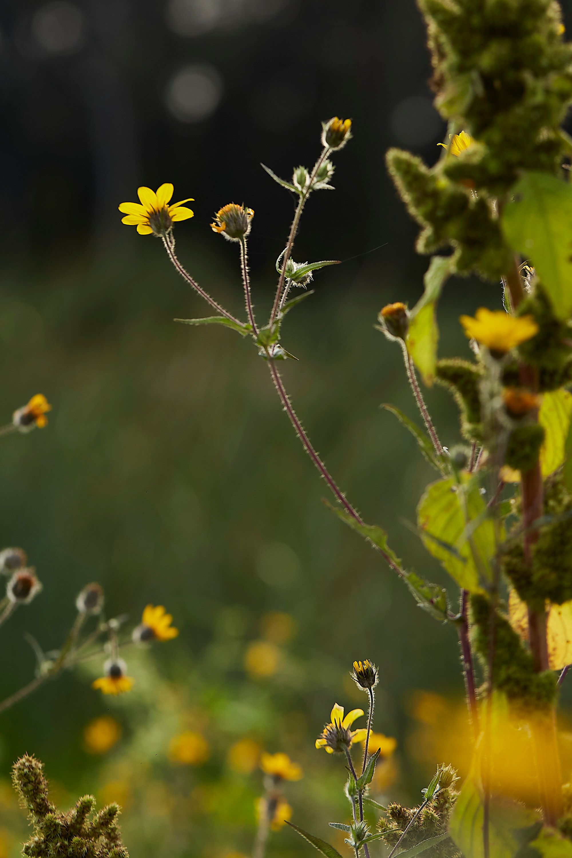 Close-up of Yellow Wildflowers in Natural Setting · Free Stock Photo