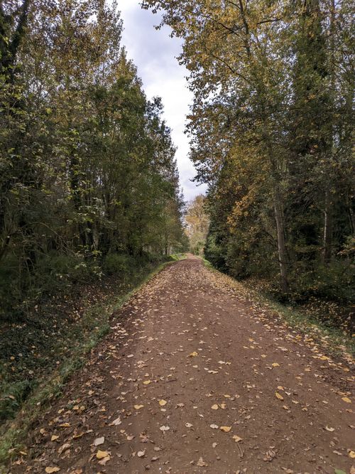 Free A peaceful forest dirt road surrounded by autumn foliage, ideal for nature escapes. Stock Photo