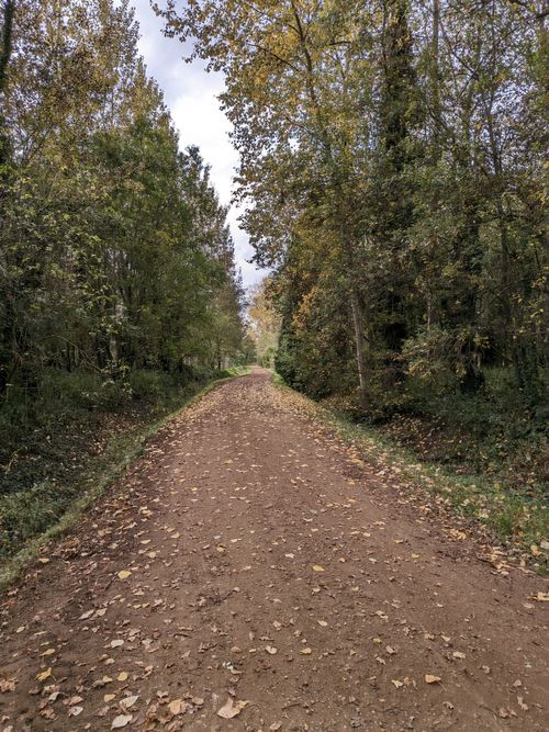 Free Serene dirt path through a tranquil autumn forest with fallen leaves. Stock Photo