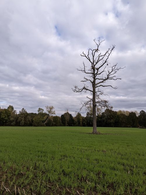 Free A solitary tree stands tall in a lush green field beneath an overcast sky, depicting nature's resilience. Stock Photo