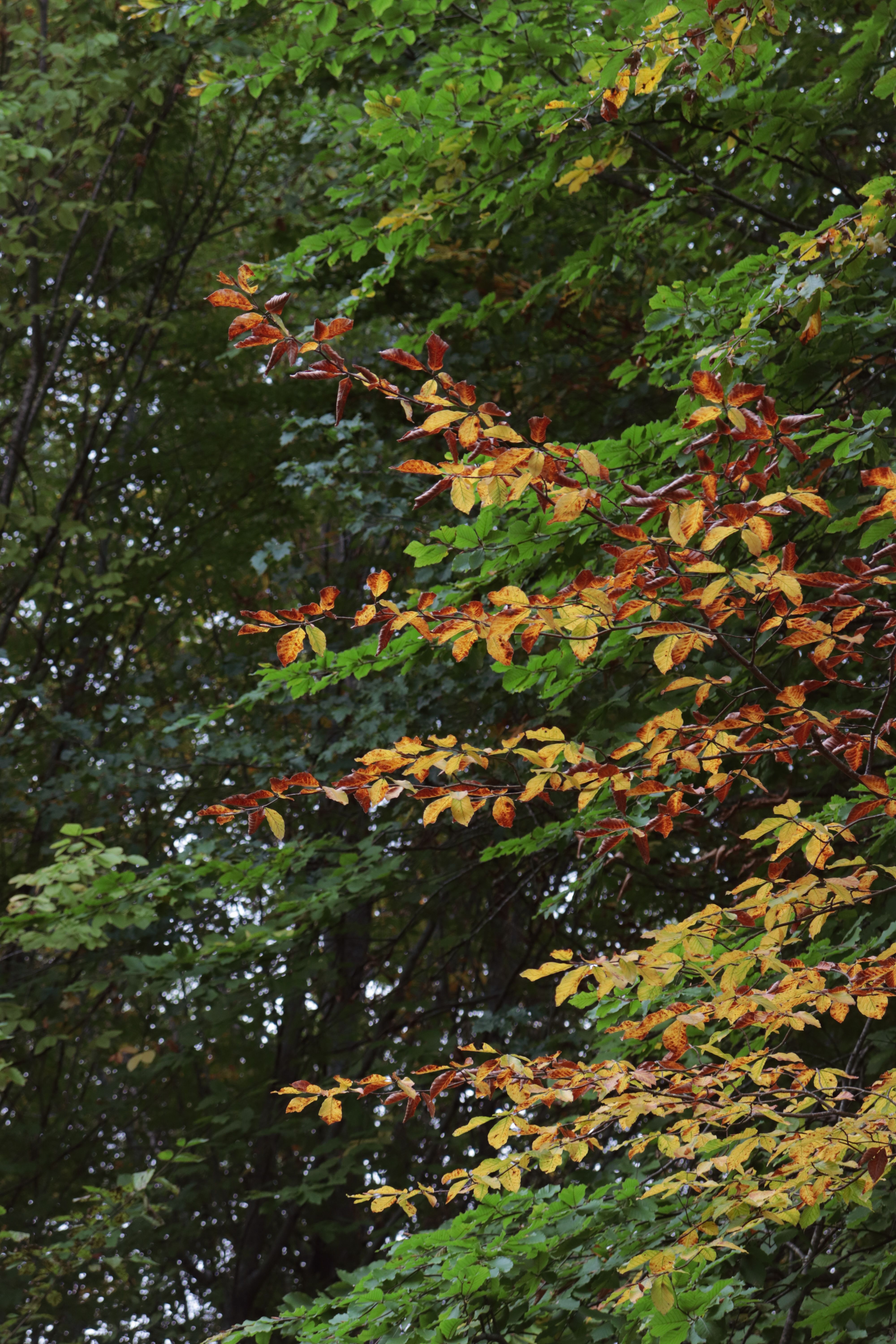 Vibrant Autumn Foliage in Dense Forest · Free Stock Photo