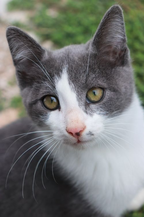 Free Adorable gray and white cat with yellow eyes looks directly at camera outdoors. Stock Photo