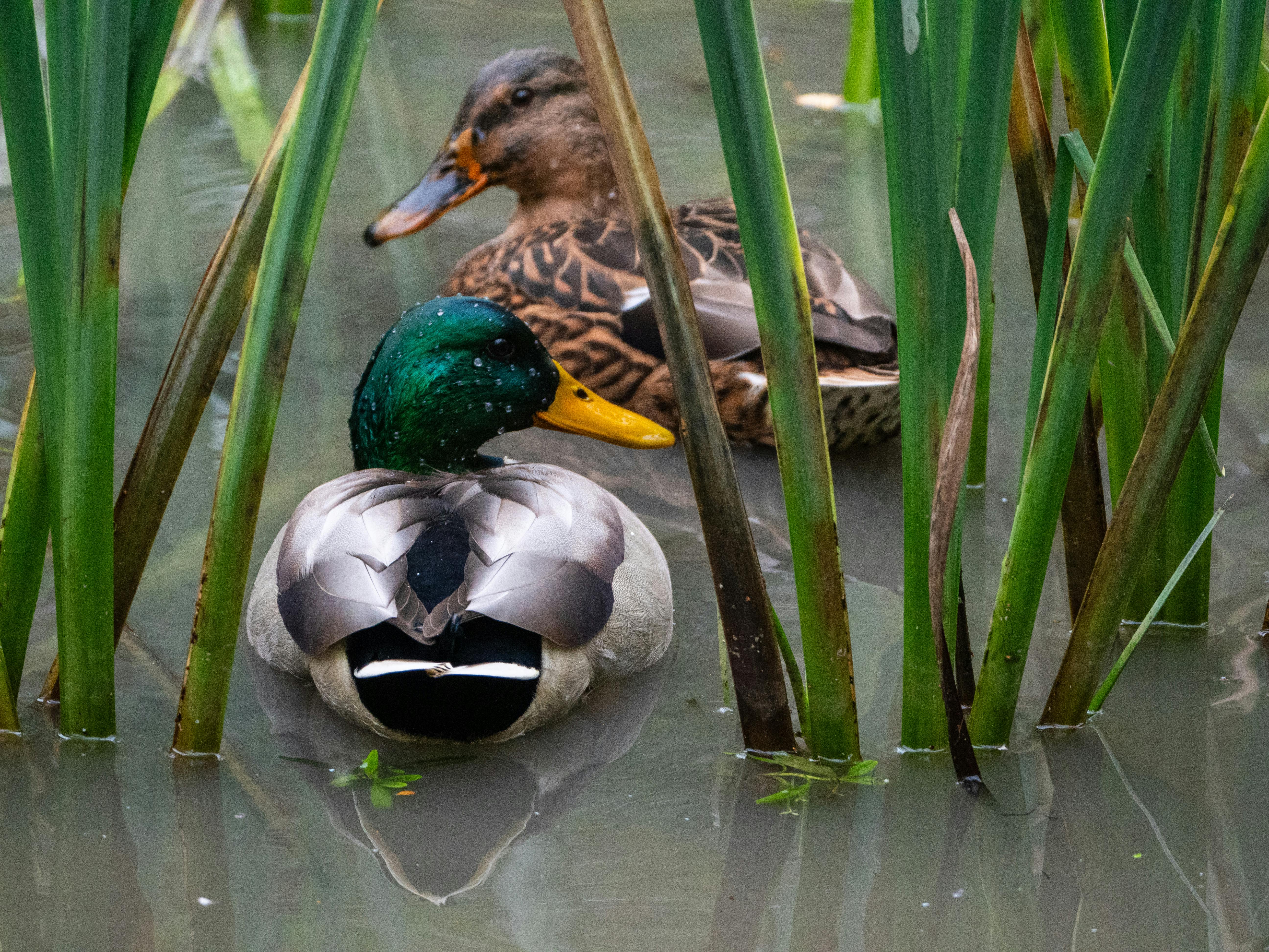 curiosidades sobre patos