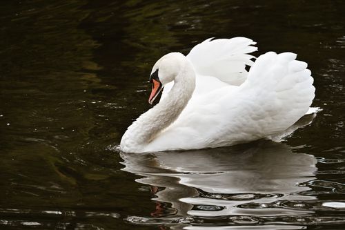 Free A graceful swan glides peacefully on a tranquil lake, showcasing a beautiful reflection. Stock Photo