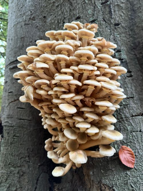 Free A vibrant cluster of mushrooms growing on a tree in Woodstock, England. Stock Photo