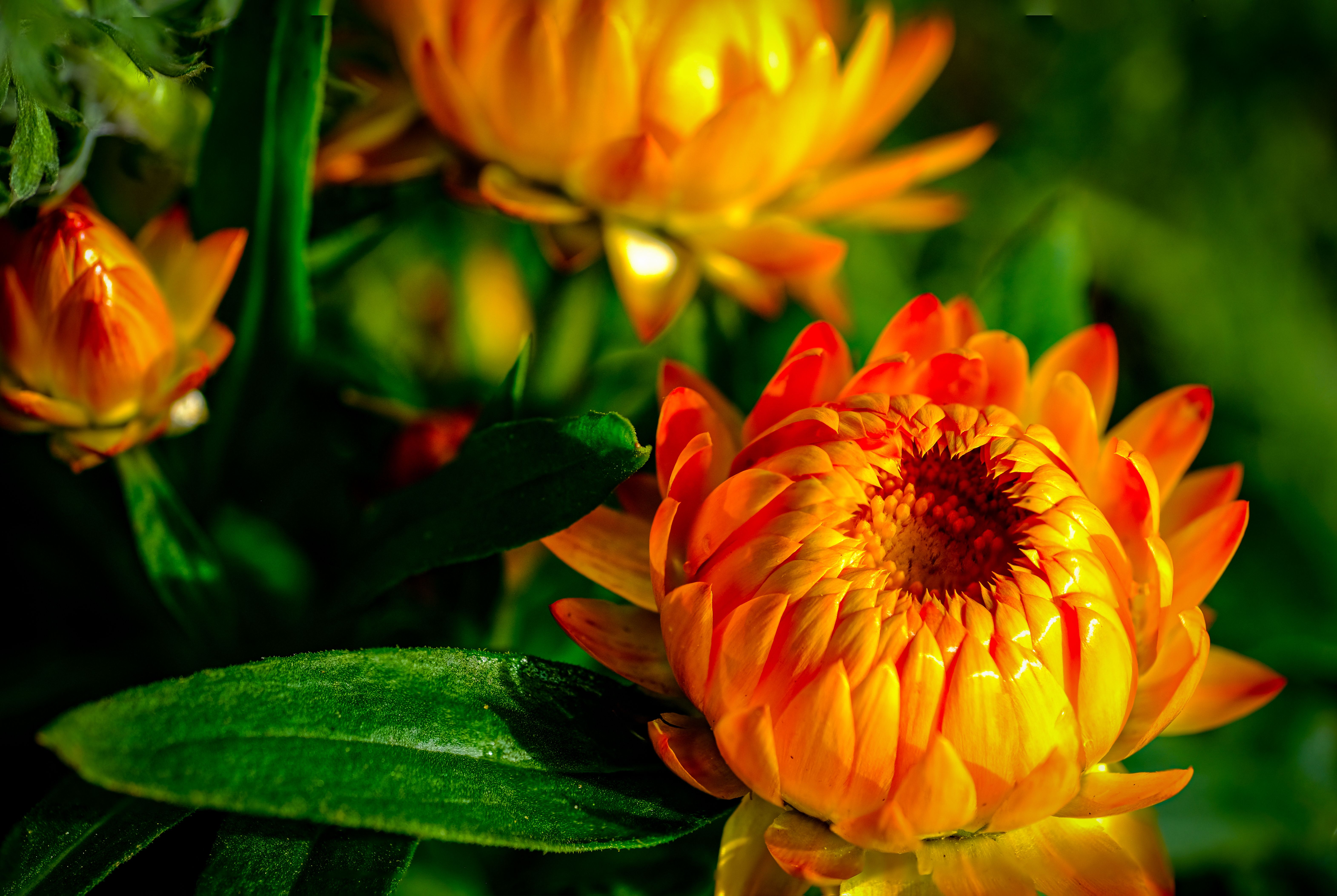 Close-up of vibrant orange Bracteantha flowers with lush green leaves in a garden setting.