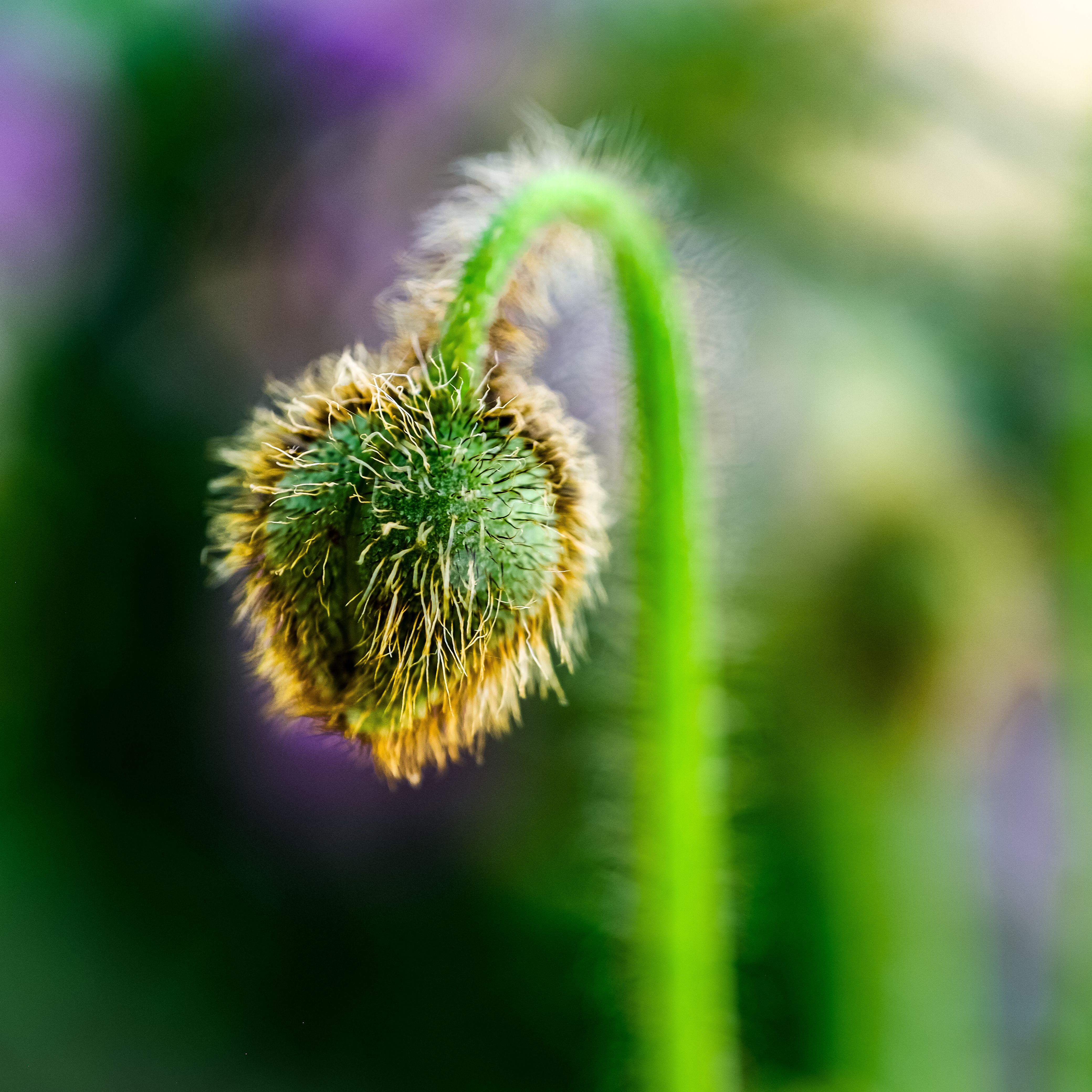 Green Pop