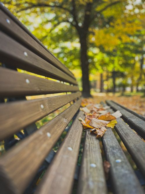 Free Close-up of a wooden park bench covered with fallen autumn leaves in a serene outdoor park setting. Stock Photo