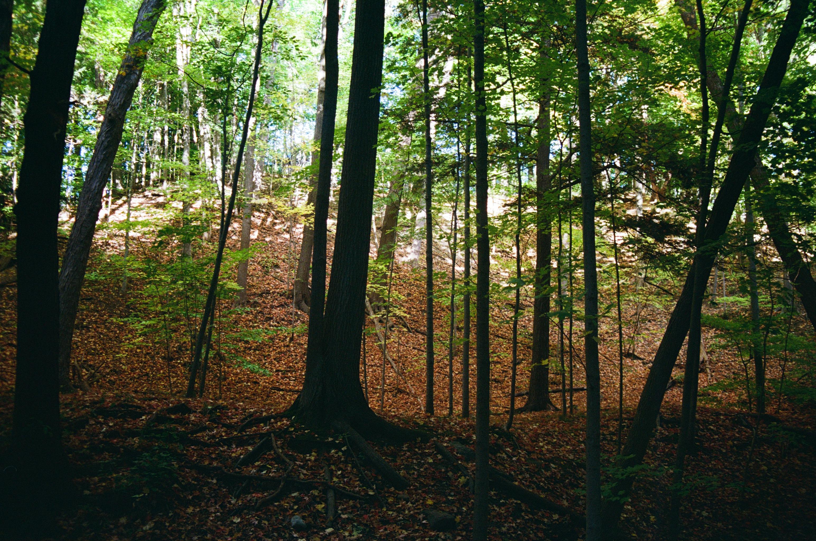 DuPage Forest Preserve executive director leaving for city manager job in Florida — Photo by Tiemy Pixel on Pexels