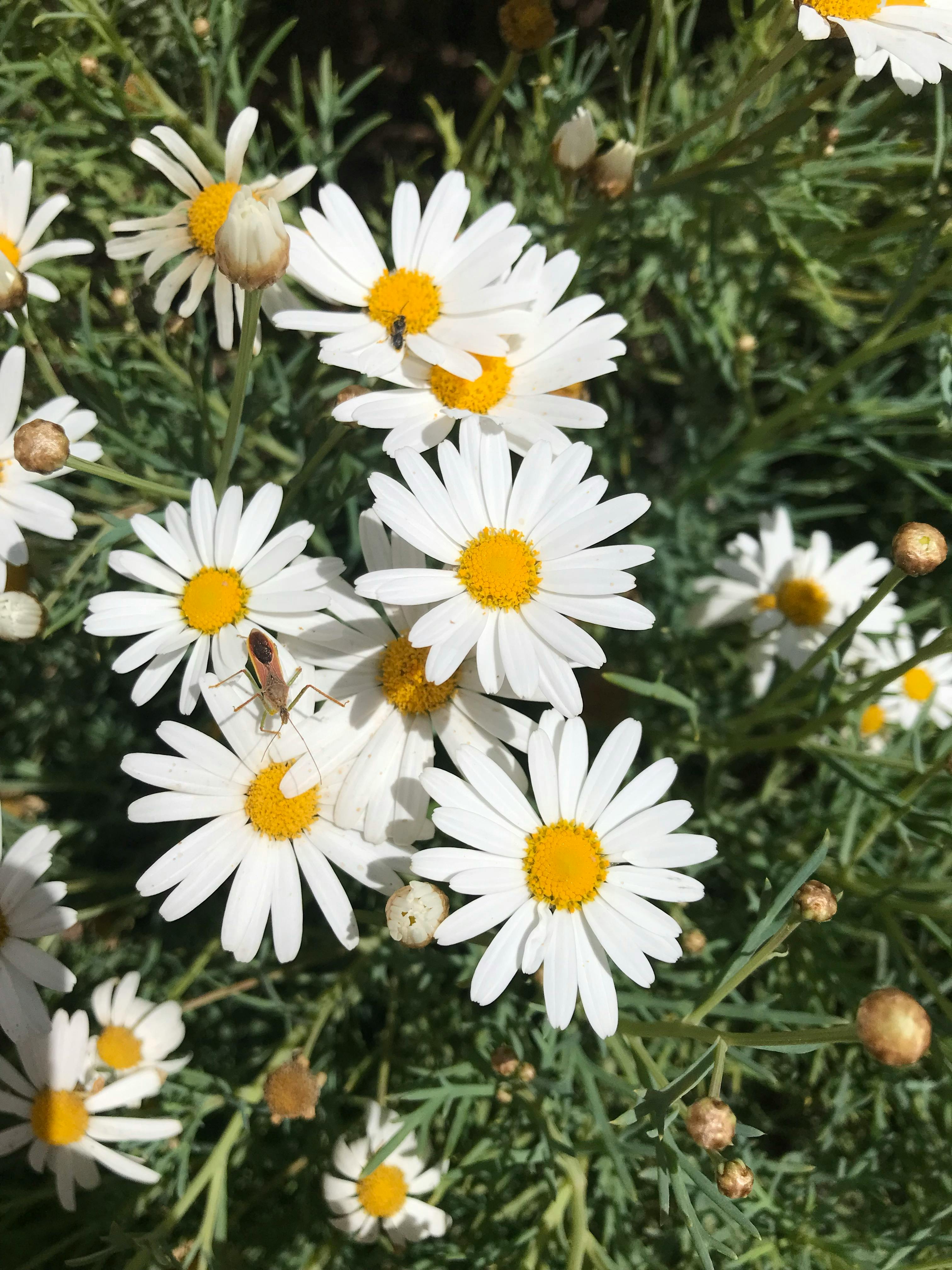 Are There Herbs Used to Get Rid Of Bed Bugs?