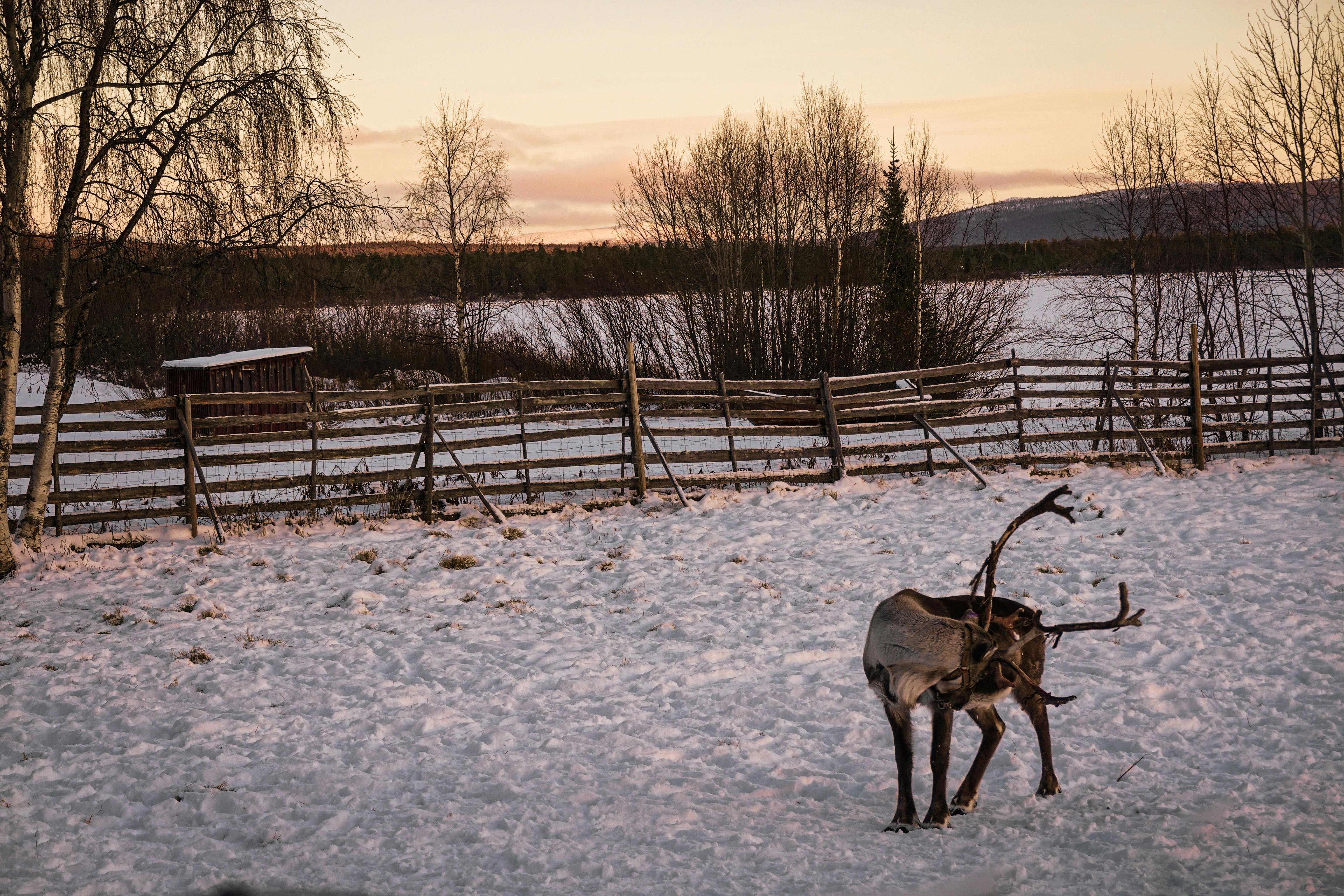 Reindeer for Santa