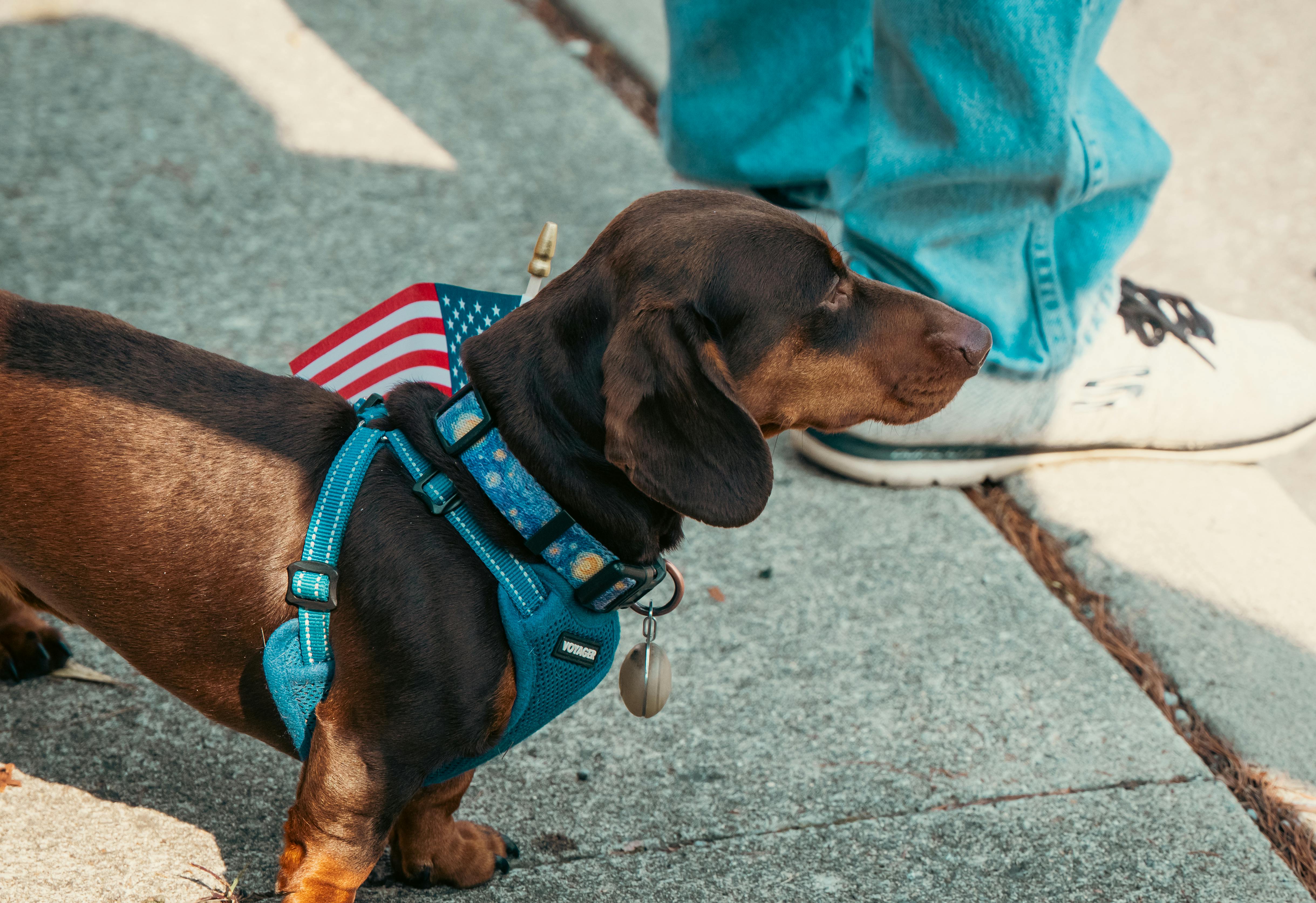 Why Do Dogs Have Wet Noses? Discover the Fascinating Reasons! 2 Top 5 Fascinating Reasons Dogs’ Noses Stay Moist: What Every Dog Owner Should Know