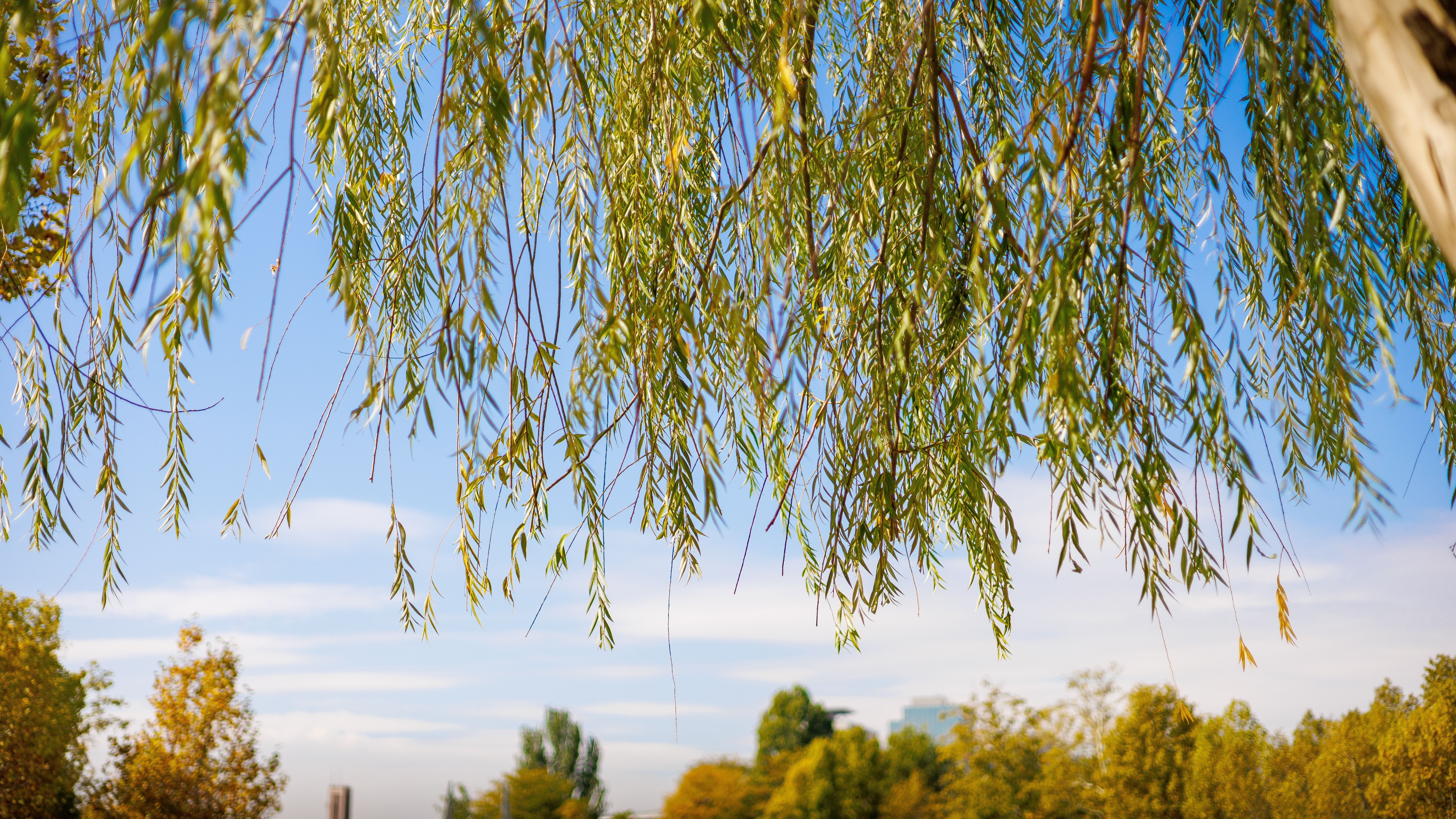 Drooping willow tree branches against blue sky — pruning willow trees in Surrey BC