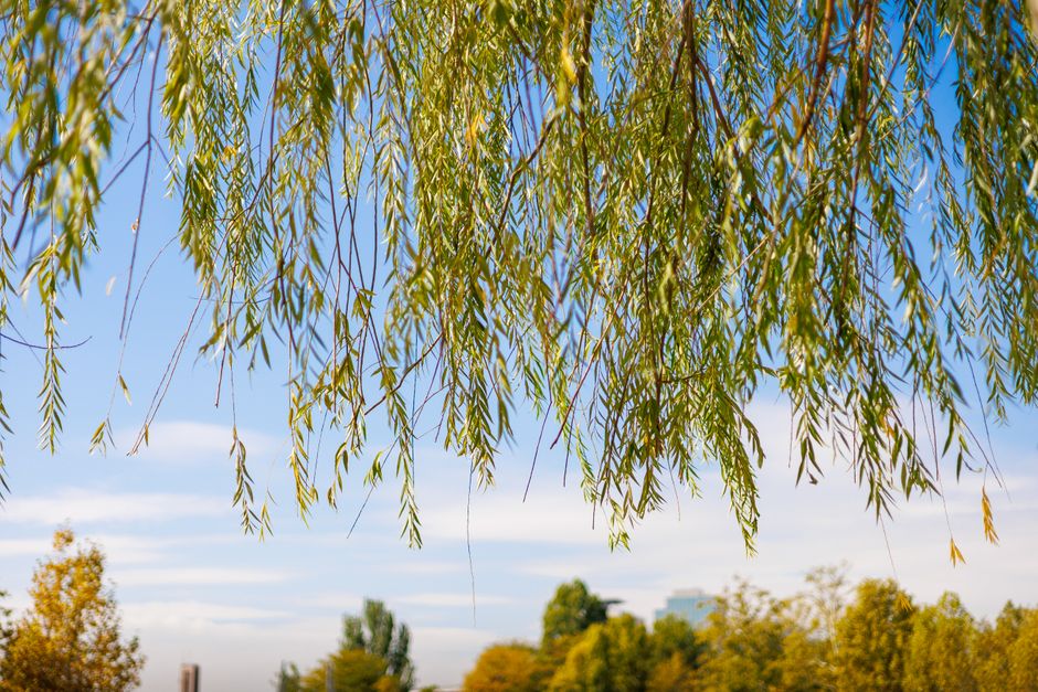 Drooping willow tree branches against blue sky — pruning willow trees in Surrey BC