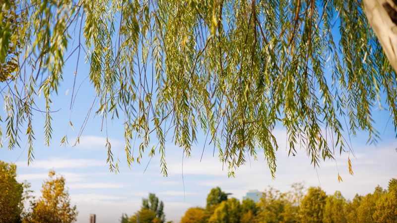 A Tree with Green Leaves Under Blue Sky · Free Stock Photo