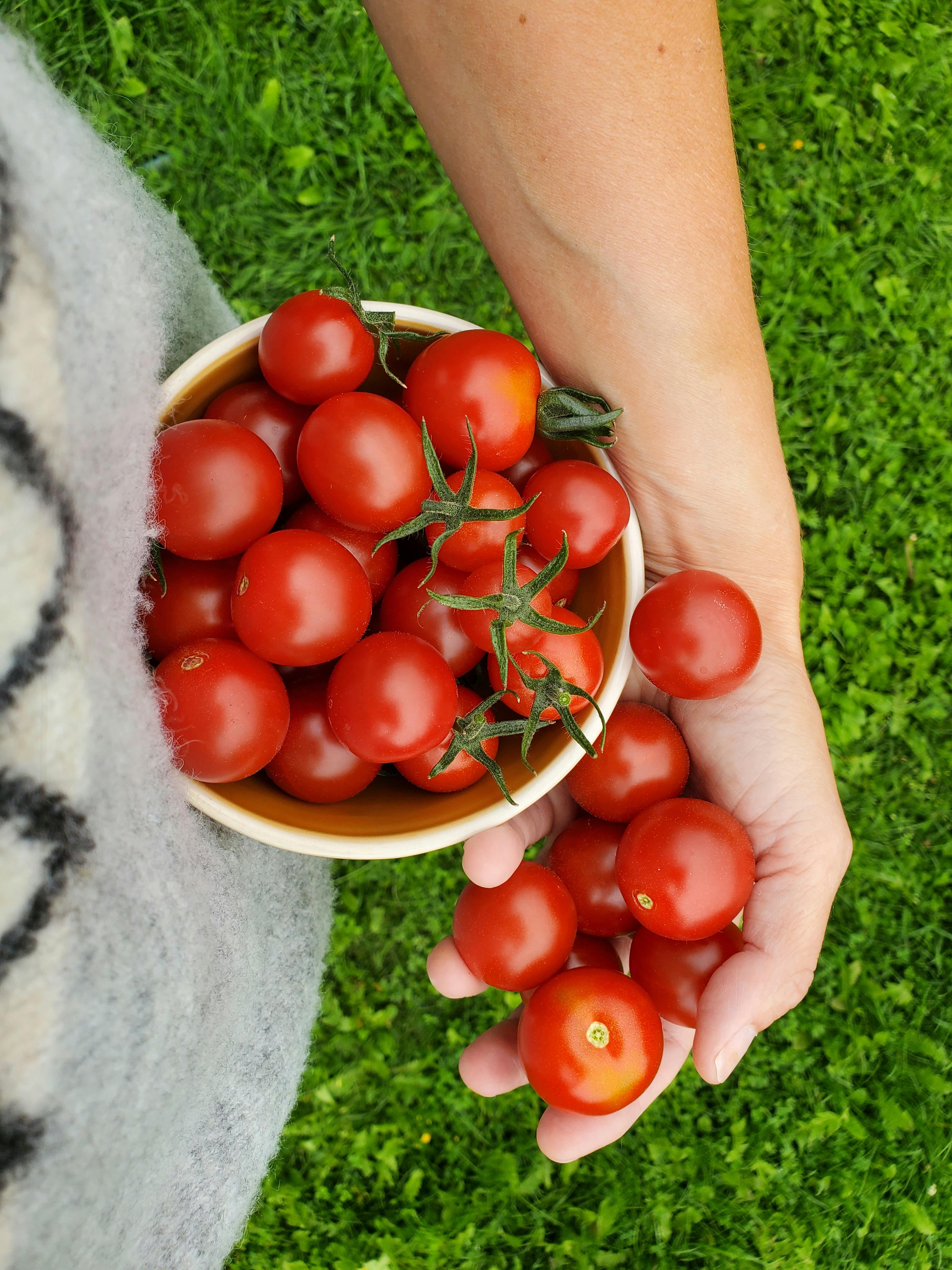A person holding a bowl filled with freshly harvested cherry tomatoes over lush green grass.