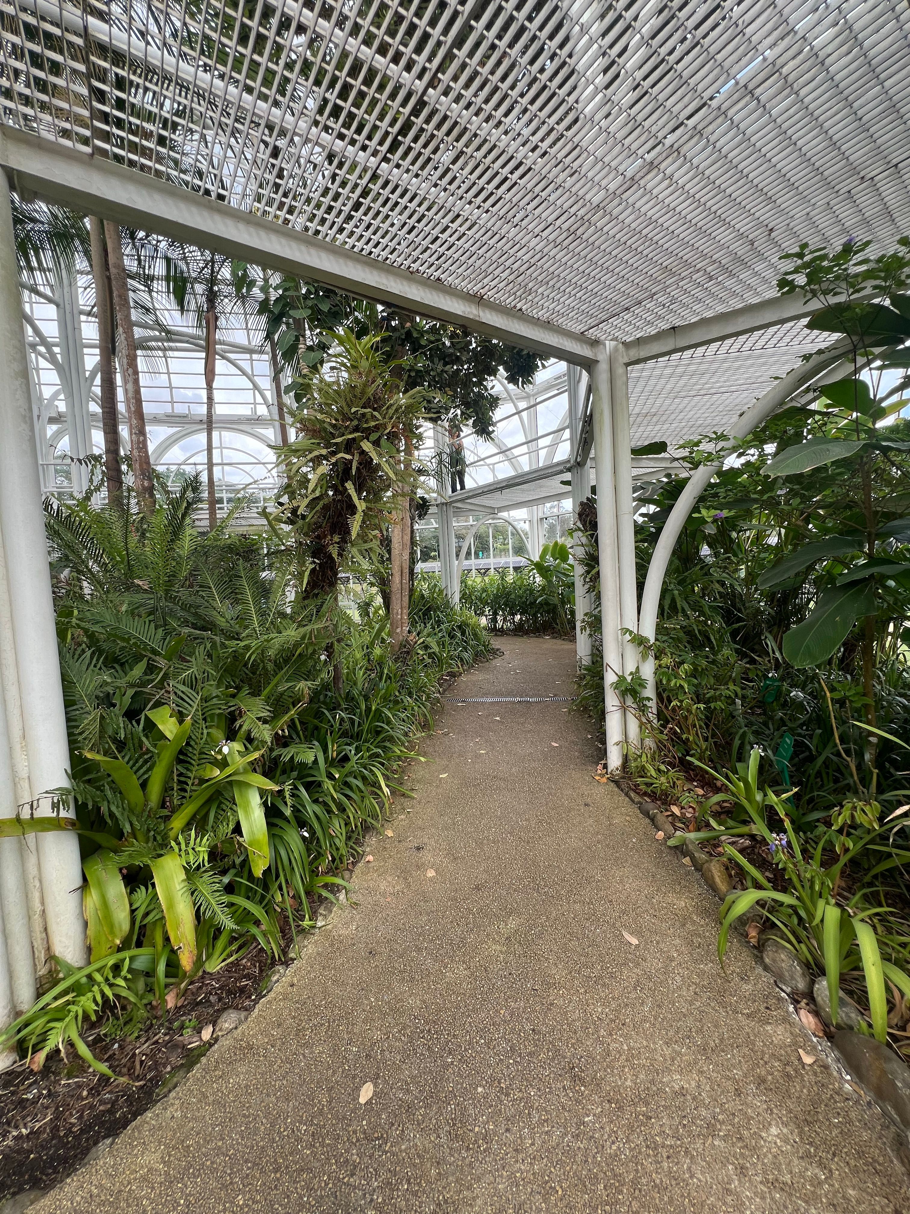 Allée couverte de plantes tropicales dans une serre
