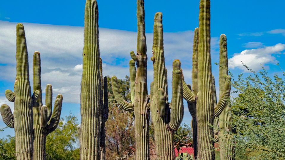 Tall saguaro cacti under clear blue skies in Gilbert, Arizona desert landscape.