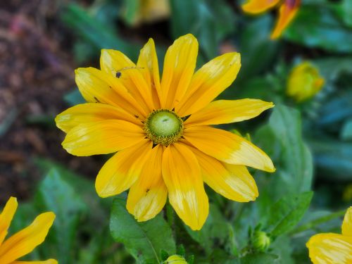 Free Close-up of a bright yellow Rudbeckia flower in full bloom during summer in a Toronto garden. Stock Photo