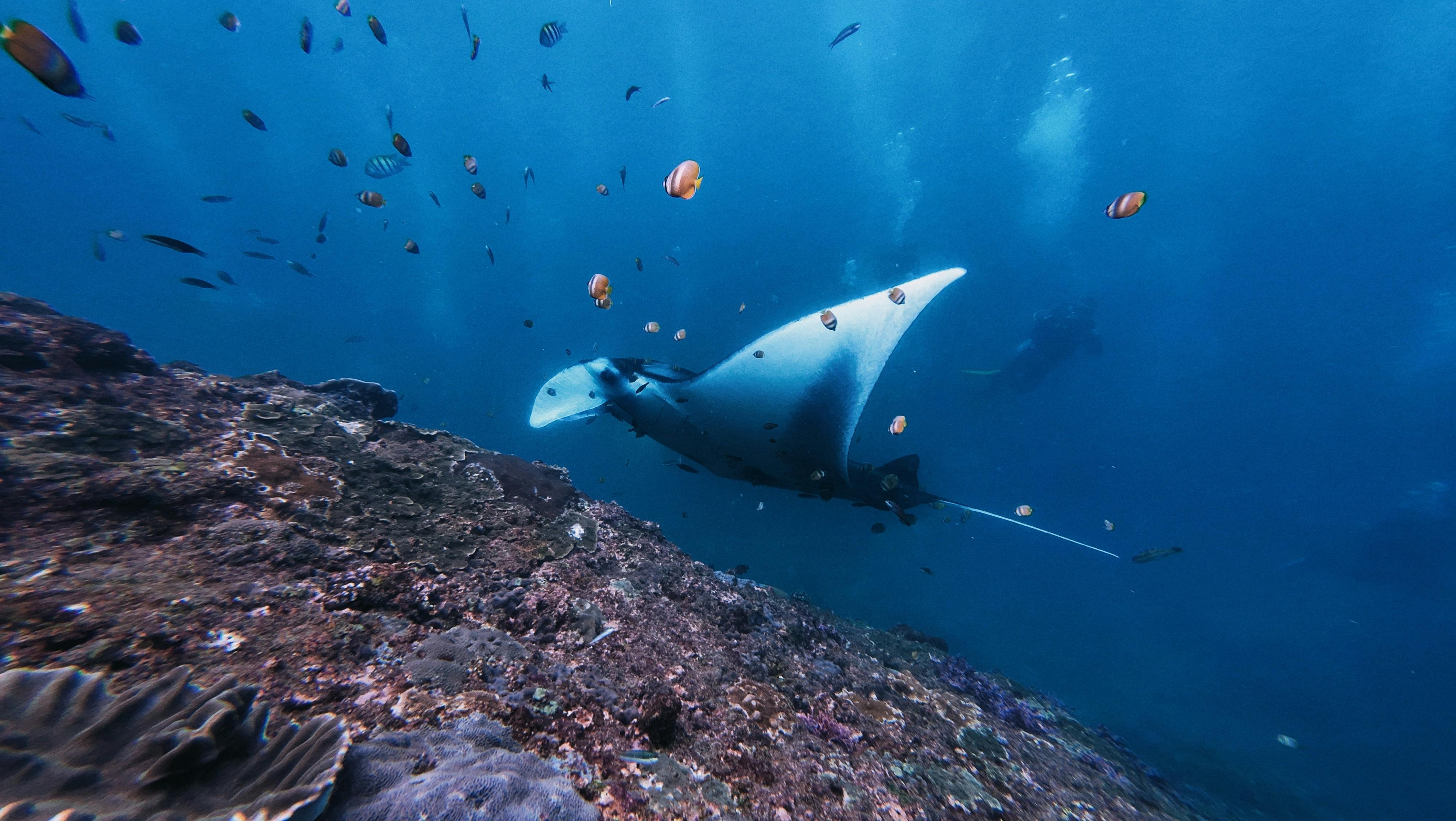 Snorkeling Asyik di Wakatobi Temukan Spesies Laut Langka