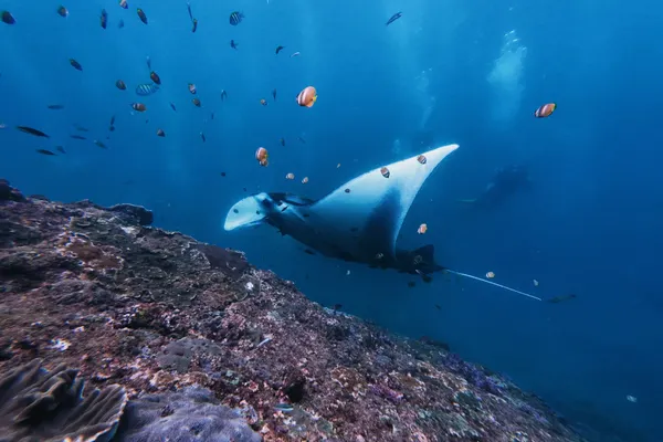 Manta Point de Karang Makassar
