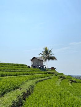 Explore Bali's lush rice terraces with a rustic hut and vibrant greenery under a clear sky.