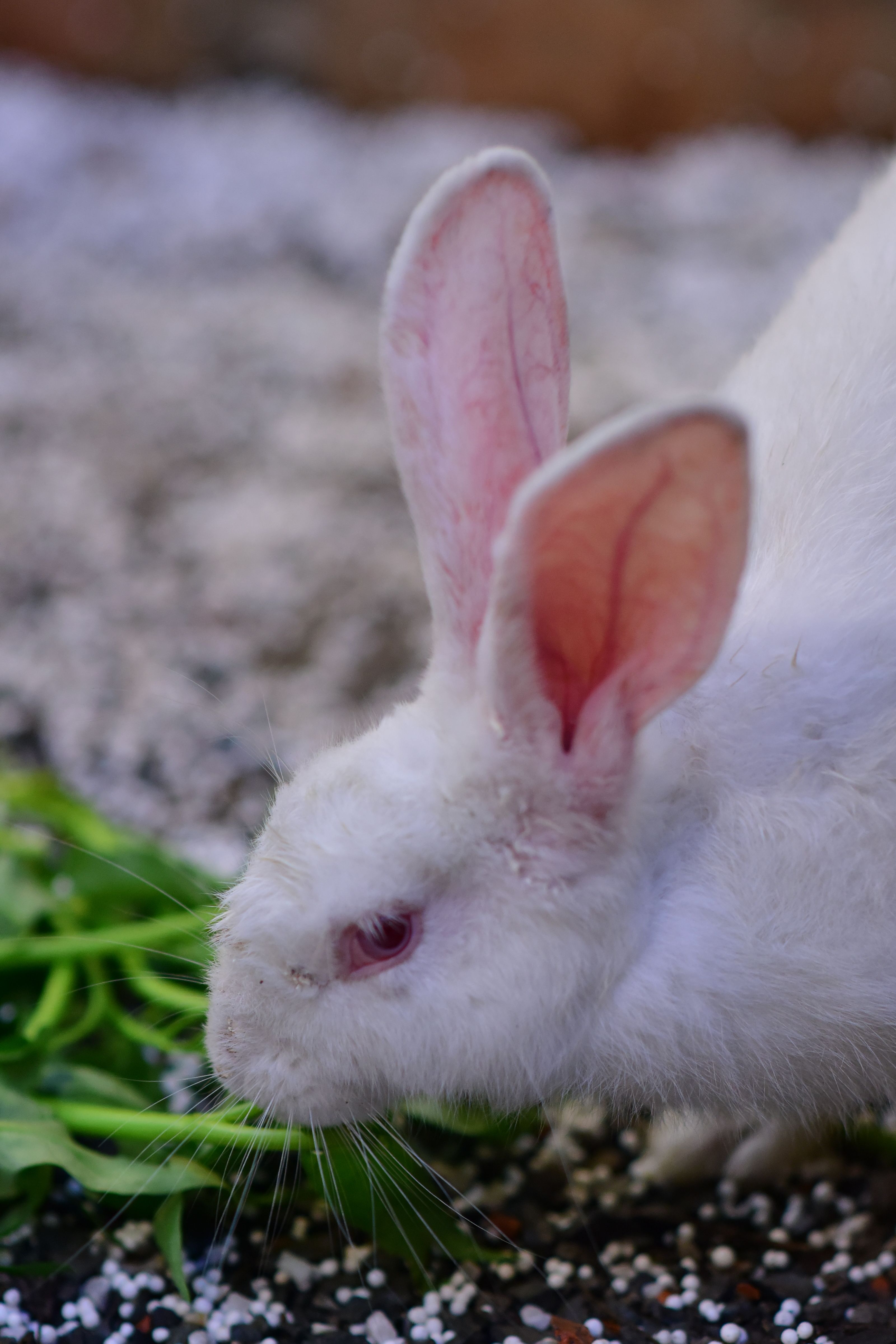 White Rabbit Eating Green Leaves in Close-Up · Free Stock Photo