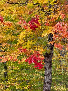 Colorful autumn leaves create a vibrant spectacle in a natural forest setting, capturing the essence of fall.